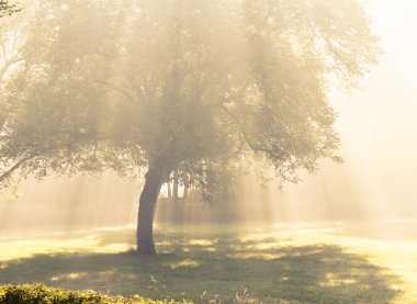sabah güneş ışığı düşer