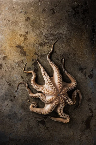 Fresh Octopus Stone Board High Quality Photo — Zdjęcie stockowe