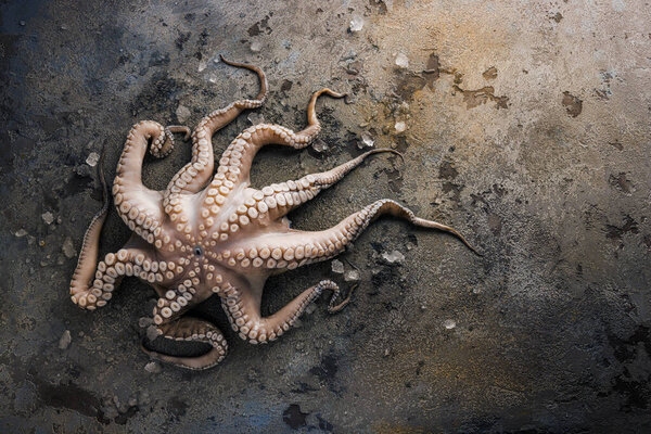 Fresh octopus on a stone board. High quality photo