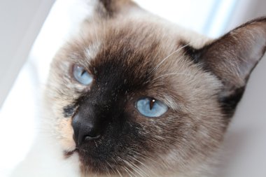 Penceredeki kedi