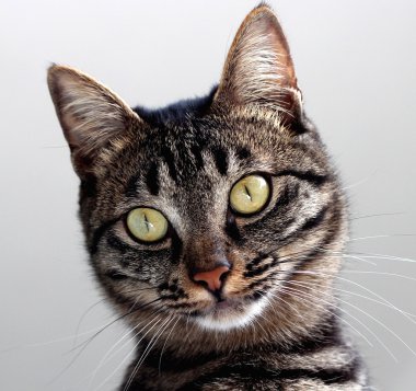 tekir kedi