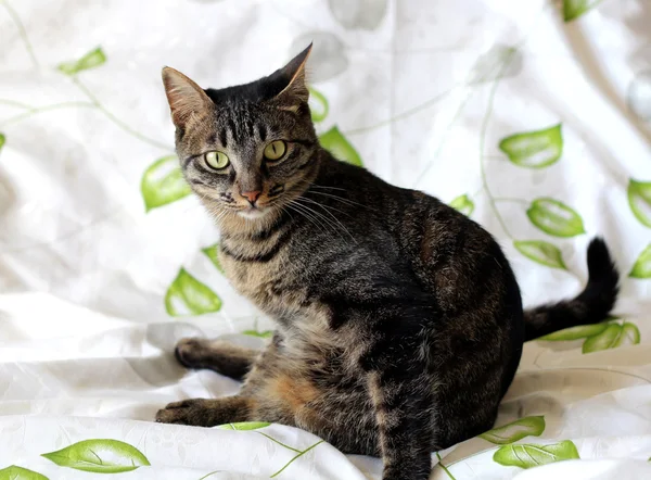 Tabby-Katze — Stockfoto