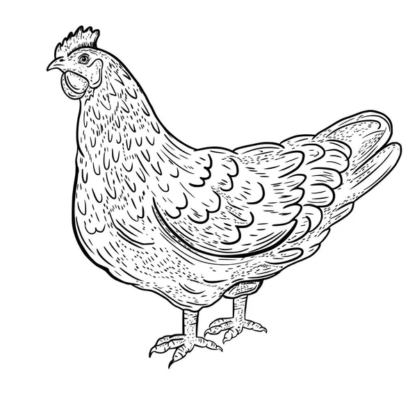 Vector Drawing Sketch Chicken Bird Domestic — Image vectorielle