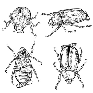Chafer. Sketch set of cockchafer. Beetle from different angles in engraving style. Black and white illustration. Hand draw.
