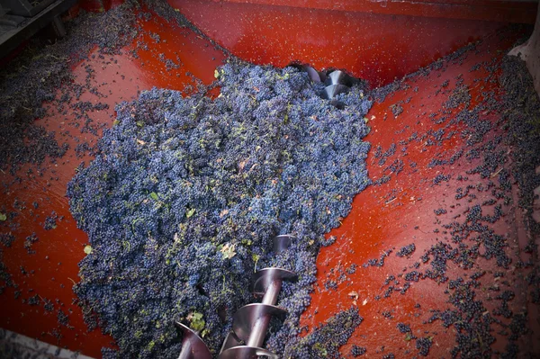 Harvesting grapes — Stock Photo, Image