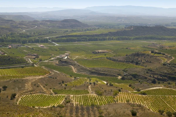 Vineyard landscape on harvesting time — 图库照片