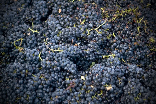 Colheita de uvas esmagáveis — Fotografia de Stock