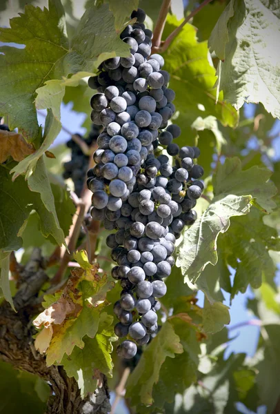 Uvas em videira — Fotografia de Stock