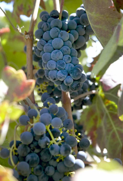 Uvas em videira — Fotografia de Stock