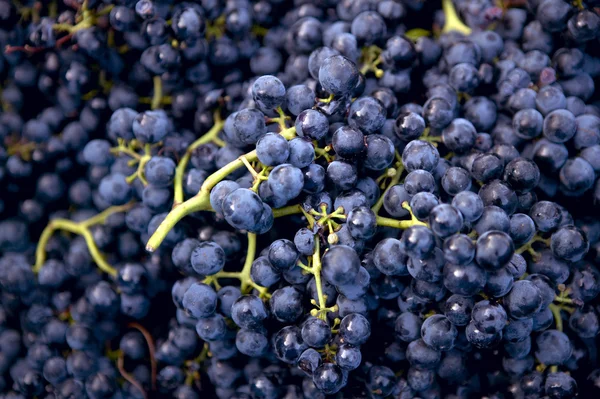 Colheita de uvas esmagadoras capazes — Fotografia de Stock