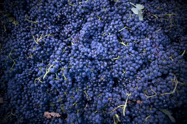Colheita de uvas esmagadoras capazes — Fotografia de Stock