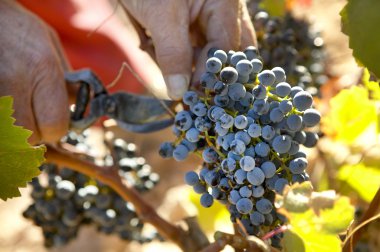 üzüm hasat