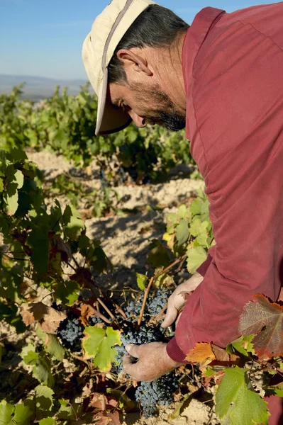 Vindima de uvas — Fotografia de Stock