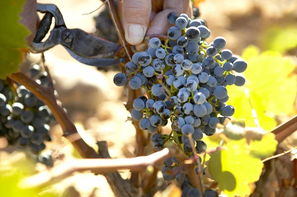 Vindima de uvas — Fotografia de Stock