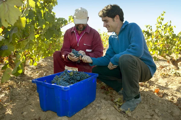 Vindima de uvas — Fotografia de Stock