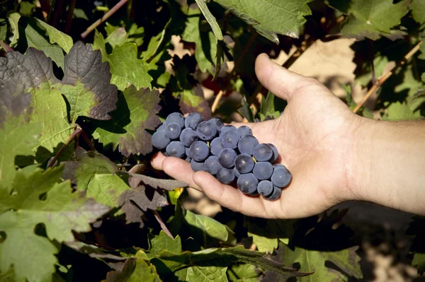 Uvas em videira — Fotografia de Stock