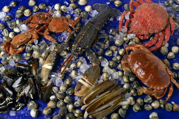 Alimentos de mar — Foto de Stock