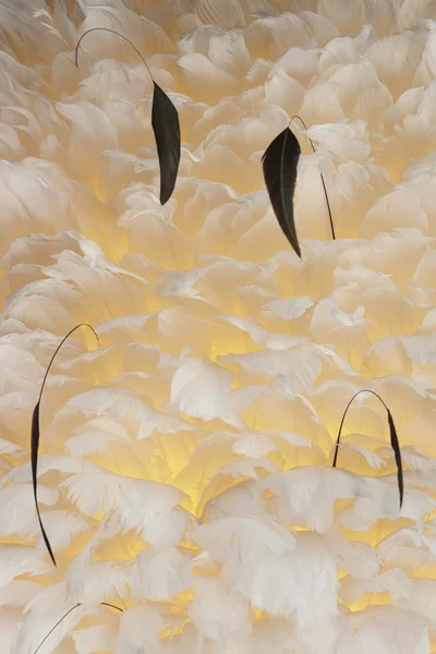 Птичьи шлейфы на текстильном фоне — стоковое фото