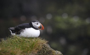 bir uçurumun üstünde martı. İzlanda. latrabjarg Yarımadası.