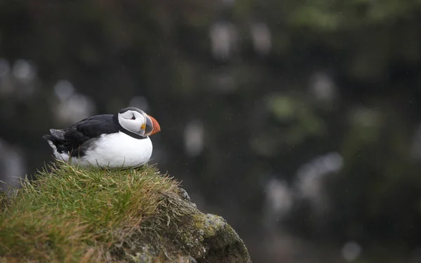 Puffin on a cliff. Iceland. Latrabjarg Peninsula.