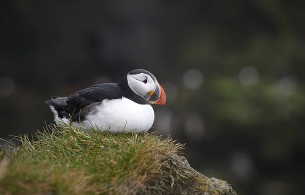 Puffin egy sziklán. Izland. latrabjarg-félsziget. — Stock Fotó