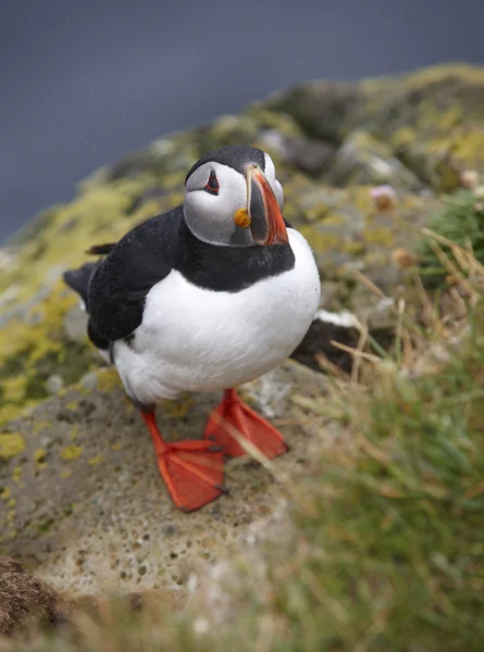 Puffin на скелі. Ісландія. latrabjarg півострів. — стокове фото