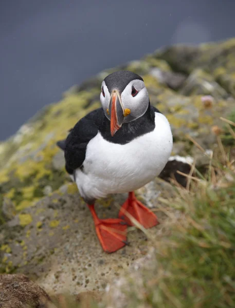 Puffin на скелі. Ісландія. latrabjarg півострів. — стокове фото