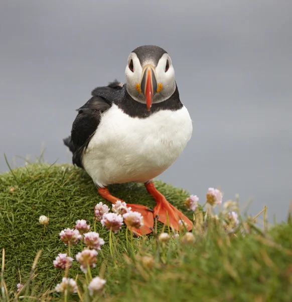 Puffin на скелі. Ісландія. latrabjarg півострів. — стокове фото