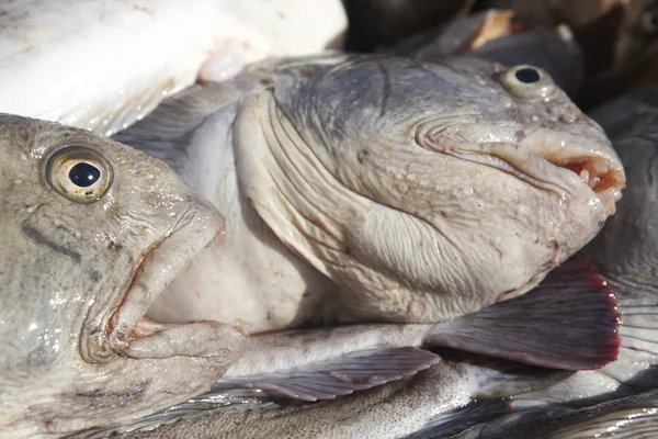 Una squadra di pesci gatto. Sto solo pescando. Porto di Bolungarvik. Paesi Bassi . — Foto Stock