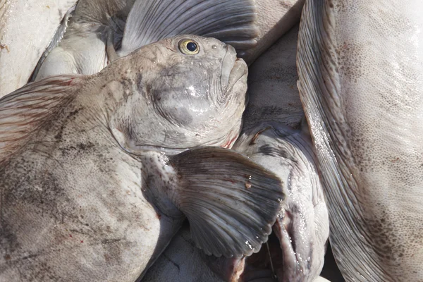 Una squadra di pesci gatto. Sto solo pescando. Porto di Bolungarvik. Paesi Bassi . — Foto Stock