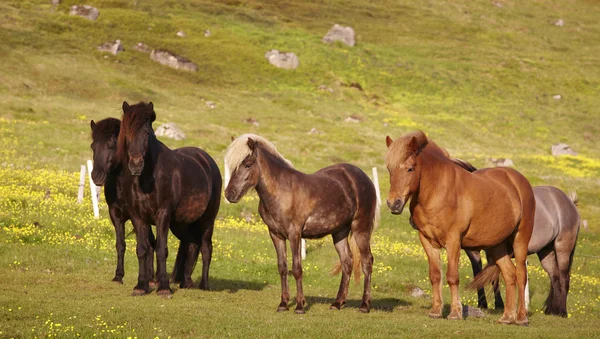 Islanda. Cavalli islandesi al pascolo sull'erba . — Foto Stock