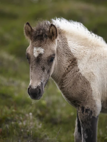 İzlandalı colt — Stok fotoğraf