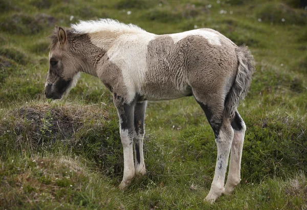 İzlandalı colt — Stok fotoğraf