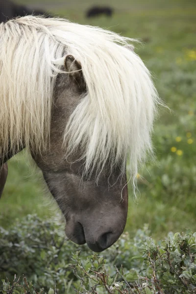 Iceland. Vatnsnes Peninsula. Icelandic horse. — Stock Photo, Image