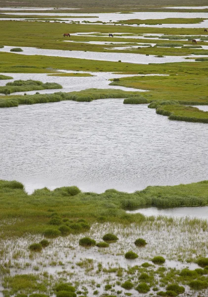Swampy landscape Iceland — Stock Photo, Image
