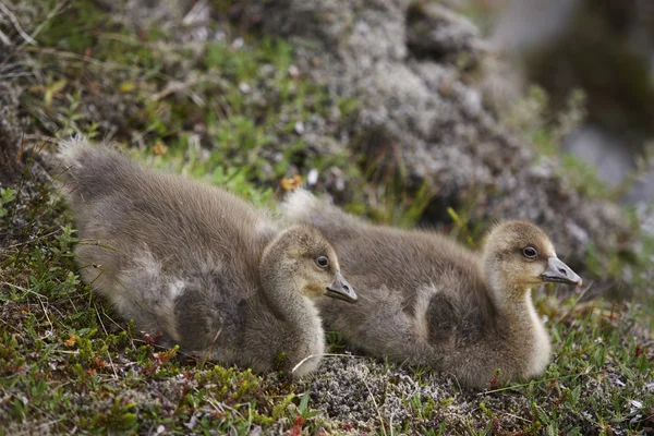 Couple of icelandic eider ducklings. — Stockfoto