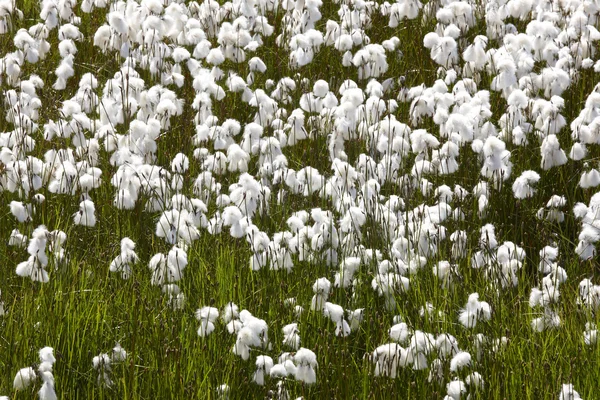 Arctic cotton-grass in Iceland. — Stock Photo, Image
