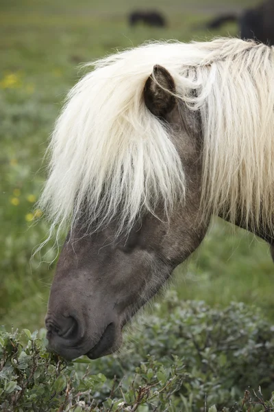 Pâturage de chevaux islandais sur le sol . — Photo