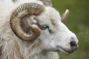 tatlı bir İzlandalı big horn koyun. seydisfjordur.