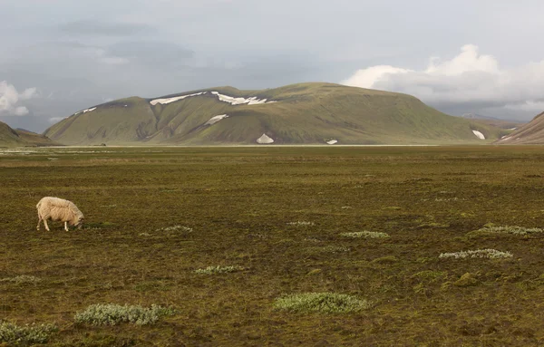 IJsland. Zuid-gebied. fjallabak. landschap met ryoliet formatie — Stockfoto