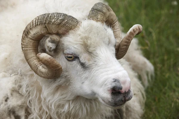 Nahaufnahme eines isländischen Dickhornschafes. seydisfjordur. — Stockfoto