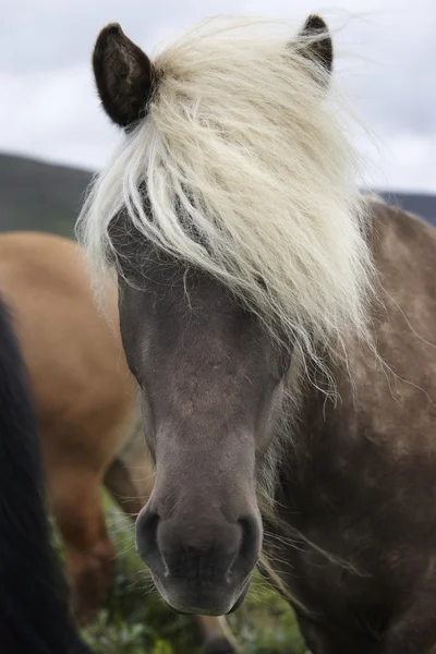 Iceland. Vatnsnes Peninsula. Icelandic horses. — Stock Photo, Image