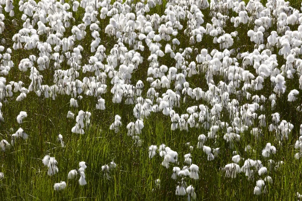 Prato di cotone-erba artica in Islanda . — Foto Stock