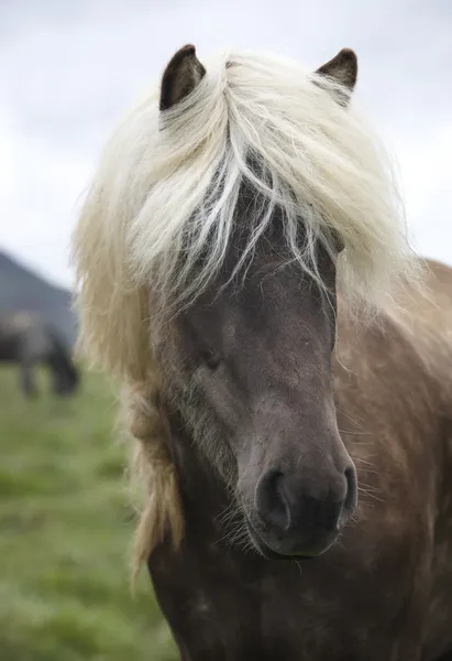 Islandia. Península de Vatnsnes. Caballos islandeses pastando en el gro —  Fotos de Stock