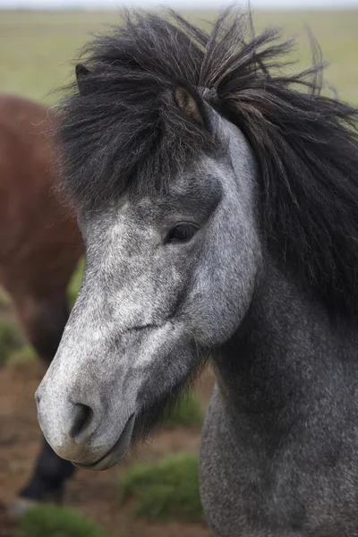 アイスランド。黒と白のアイスランドの馬の頭. — ストック写真