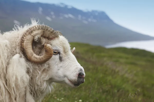 Izland. seydisfjordur. Izlandi bárány és fiord. — Stock Fotó