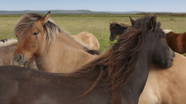 Islandia. Caballos islandeses con fondo verde y cielo . —  Fotos de Stock