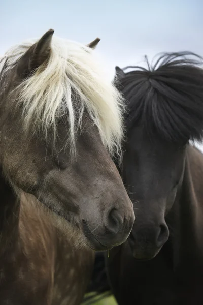 Iceland. Vatnsnes Peninsula. Icelandic horses. — Stock Photo, Image