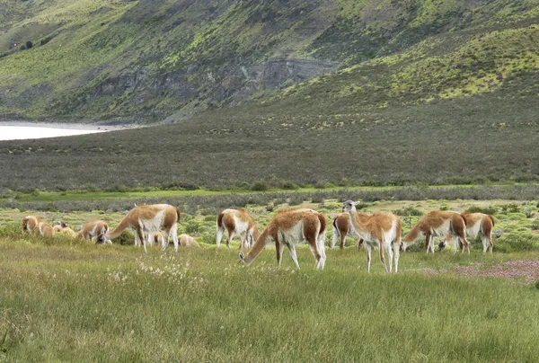 Paisagem patagônica com vicunas, lago e montanhas . — Fotografia de Stock