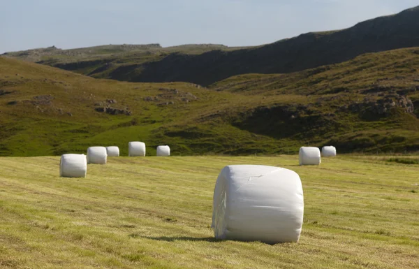 Islandia. Zona sur. Campo con trigo envasado . — Foto de Stock